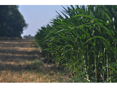Как правильно начать и получить высокий урожай без вреда для окружающей среды