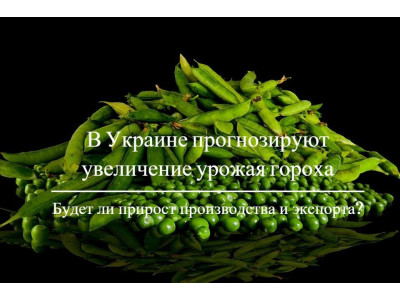 В Украине прогнозируют увеличение урожая гороха