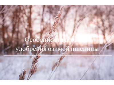 Особенности азотного удобрения озимой пшеницы 