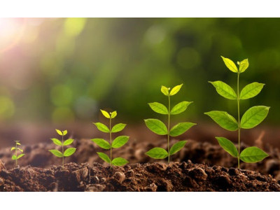 Как ускорить рост растений?